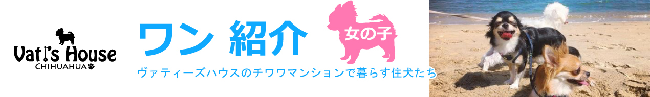 ワン紹介　女の子