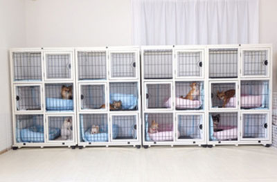 チワワマンション