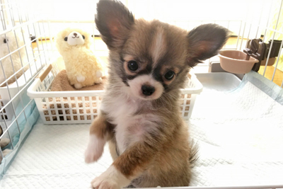 ２０３号室　【MyuMyu〜ミュウミュウ〜】