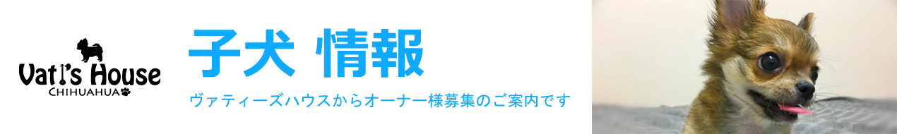 子犬情報 子犬情報