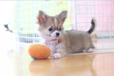 ２０３号室　【MyuMyu〜ミュウミュウ〜】