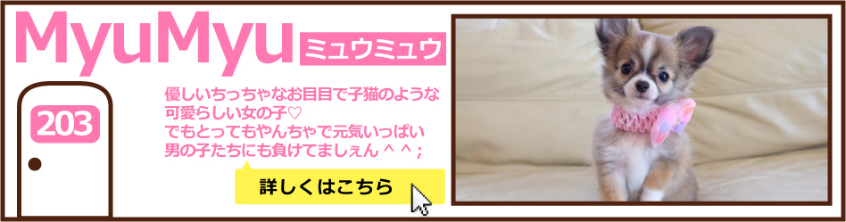 203号室ミュウミュウ