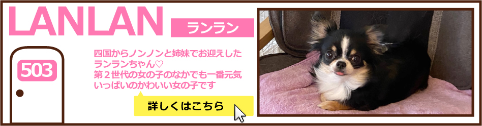 503号室ランラン