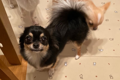 ３０４号室　【PURIN〜プリン〜】