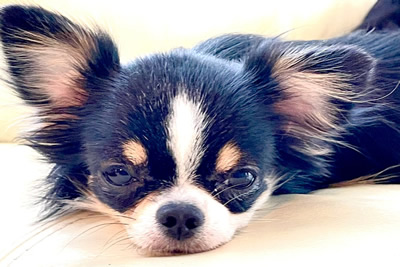 ５０３号室　【LANLAN〜ランラン〜】