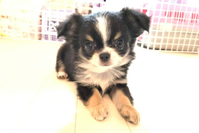 ５０３号室　【LANLAN〜ランラン〜】