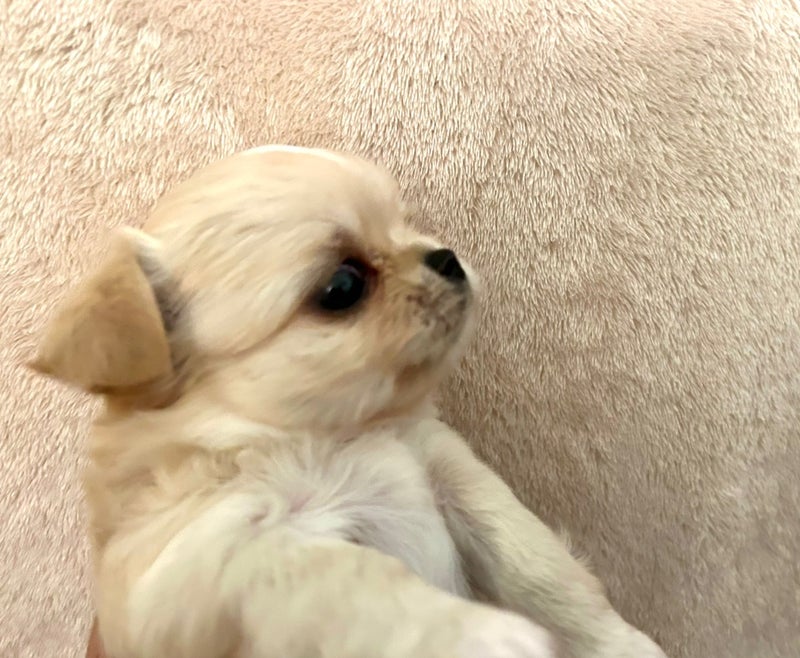 HOKU ベビー 20230401 | 子犬情報 | 可愛いチワワをお探しなら福岡のブリーダー「Vati’s House」