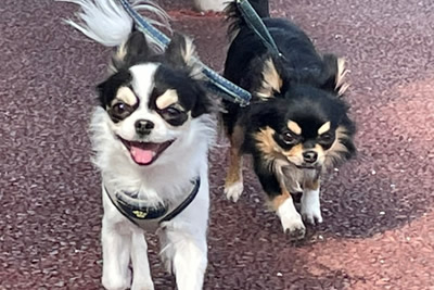 りんりん　　チワワ柄 BIGロングコートチワワクリームステッカー(1枚) - WATER SIDE PETERPAN