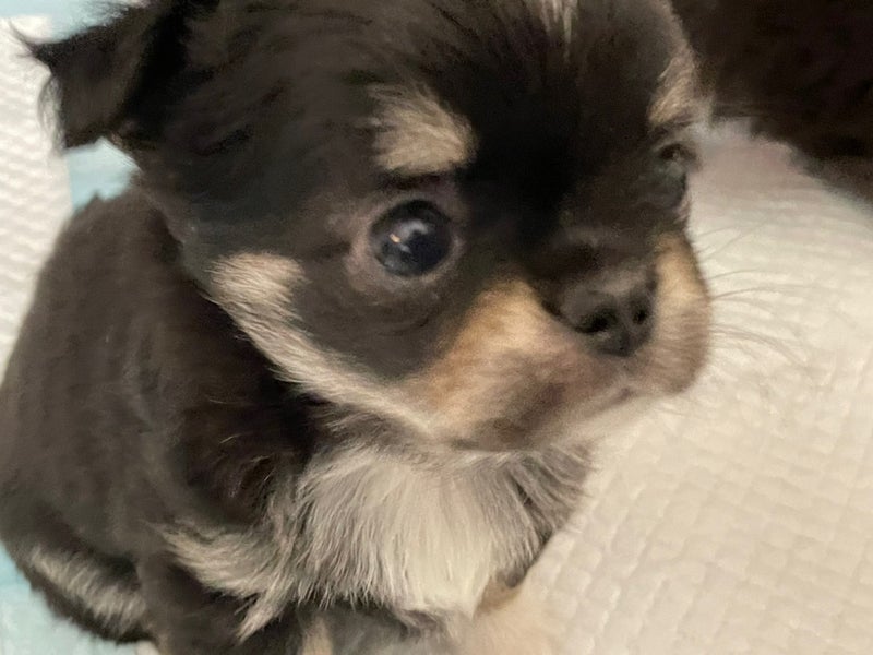 ７０３号室　【LEONA〜レオナ〜】