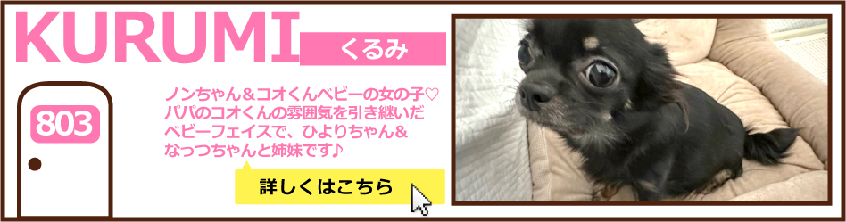 803号室くるみ