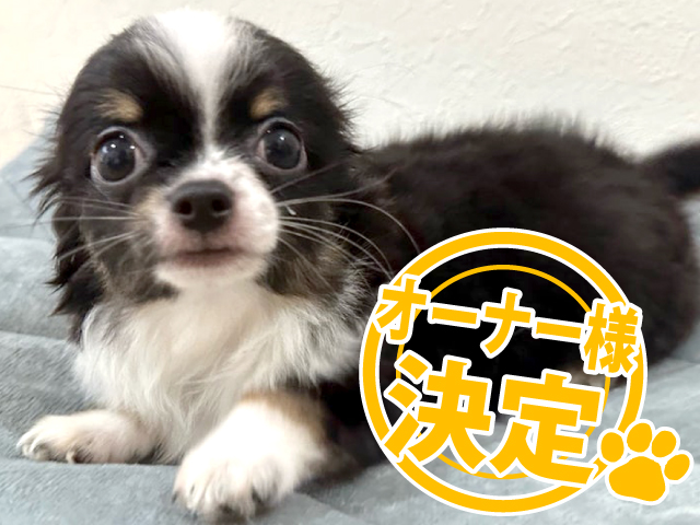 かわいい♡波乗りチワワちゃん オーダー受付ページ （可愛いチワワをお 