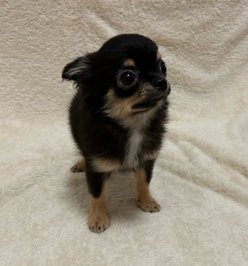 SATSUKIベビー 20240615 | 子犬情報 | 可愛いチワワをお探しなら