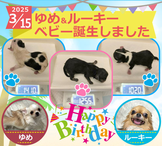 激レアチワワとうさぎのぬいぐるみパネル生地 ハンドメイド 激レアチワワとうさぎのぬいぐるみパネル生地 ハンドメイド