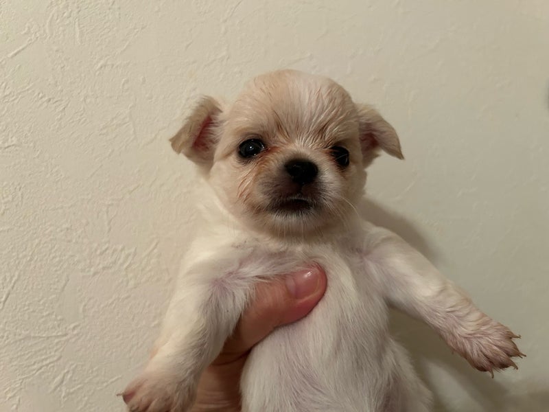 １００３号室　【YUME〜〜ゆめ〜】