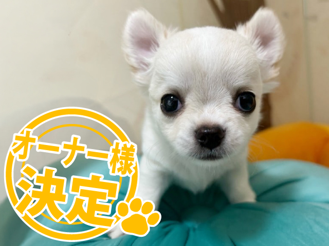 可愛いチワワをお探しなら福岡のブリーダー「Vati's House」 | Vati's